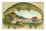 Alligators, digue, Saint- Augustine, Floride Posters