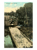 Alligator Farm, Florida Lámina giclée Alligator Farm, Florida Lámina giclée