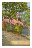 Flamants, Floride Posters
