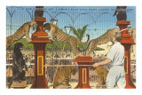 Léopards, panthères et lion dans un cirque, Sarasota, Floride Posters