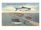 Fish, Bridge, Florida Giclee Print Fish, Bridge, Florida Giclee Print