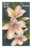 Orchidée (azalée), Floride Posters