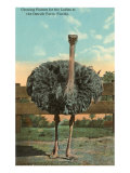 Ostrich, Florida Lámina giclée Ostrich, Florida Lámina giclée