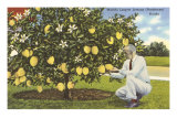 World's Largest Lemons, Florida Photo