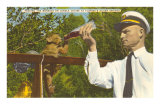 Singe, Silver Springs, Floride Posters