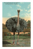 Ostrich, Florida Posters