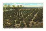 Orange Grove, Florida Photo