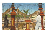 Circus Leopards, Panther, Lion, Sarasota, Florida Impressão giclée Circus Leopards, Panther, Lion, Sarasota, Florida Impressão giclée