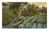 Alligator Quartet, Suwannee River, Florida Posters