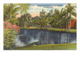Peacock, Sarasota, Florida Lámina giclée Peacock, Sarasota, Florida Lámina giclée