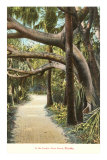 Jungle, Palm Beach, Florida Posters