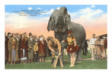Eléphant de cirque se faisant manucurer, Sarasota, Floride Posters