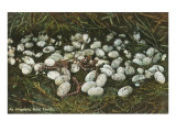 Nido de caimán, Florida Lámina giclée Nido de caimán, Florida Lámina giclée