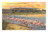 Flamingos at Hialeah, Florida Posters