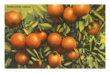 Florida Oranges Posters