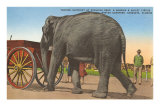 Eléphant de cirque, Sarasota, Florid Posters