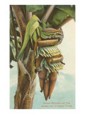 Banana Blossom, Florida Lámina giclée Banana Blossom, Florida Lámina giclée