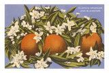 Oranges and Blossoms, Florida Posters