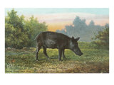 Florida Razorback Hog Lámina giclée