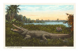 Florida Alligator Plakaty