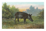 Florida Razorback Hog Photo