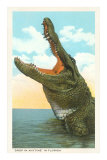 « Passez quand vous voulez, c’est ouvert », alligator, Floride Posters