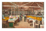 Orange Packing in Florida Posters