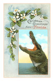 Christmas Greetings from Florida, Alligator Posters