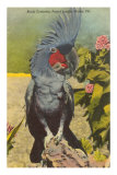 Black Cockatoo, Miami, Florida Posters