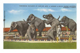 Eléphants de cirque en pleine représentation, Sarasota, Floride Photographie