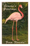 Season Greetings from Florida, Flamingo Posters