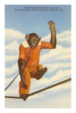 Chimp, Sarasota, Florida Posters