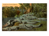 Caimanes de Florida Lámina giclée Caimanes de Florida Lámina giclée