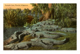 Caimanes de Florida Pósters Caimanes de Florida Pósters