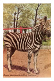 Zèbre, Lincoln Park Zoo, Chicago, Illinois Photographie