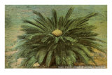 Cycad, Sago Palm, Florida Prints