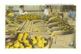 Packing Grapefruit, Florida Photo