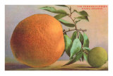Florida Navel Orange Photo