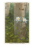 Aguileñas Lámina giclée