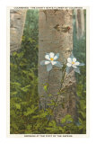Columbines Posters