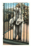 Polar Bear, Lincoln Park Zoo, Chicago, Illinois Posters