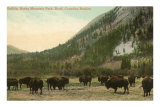 Buffalo, Banff, Alberta Posters