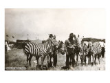 Circus Zebras Giclee Print