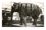 Circus Elephant Posters