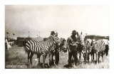 Circus Zebras Photo