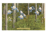 Colorado Columbines and Aspens Lámina giclée