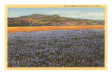 Wildflowers in Spring, California Poster