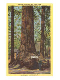 General Fremont, árbol gigante, Santa Cruz, California Lámina giclée General Fremont, árbol gigante, Santa Cruz, California Lámina giclée