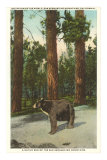 Bear, San Bernardino Mountains, California Posters