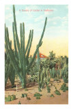 Euphorbia, Cactus, in California Posters